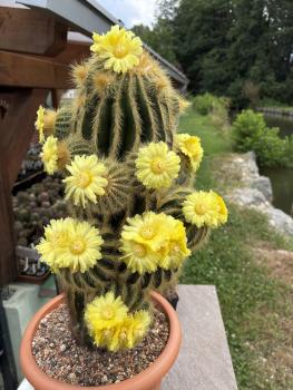 Parodia warasii